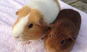 The common pet breeds weigh between 700 and 1,200 g (1.5 and 2.6 lb) when fully grown and measure between 20 and 25 cm (8 and 10 in) in length. Pin On Emily