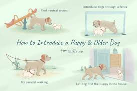 After they have learned each other's scents for a bit of time, it's time to introduce them to one another. How To Train An Older Dog To Accept A New Puppy