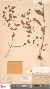 Image result for Canscora diffusa