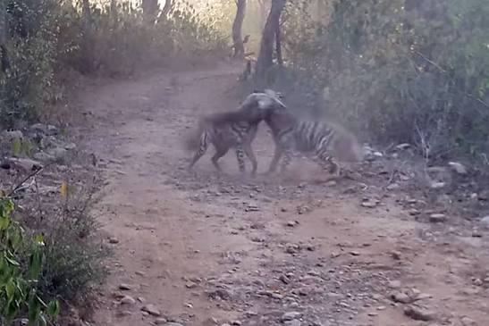 Watch: Striped hyenas battle it out in India's Sariska Tiger Reserve | Animal Behaviour | Earth Touch News