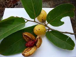 20 สรรพค ณและประโยชน ของต นกรวยป า หมากผ าสาม สม นไพร อาหาร