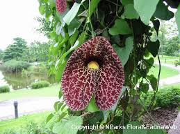 Image result for Aristolochia
