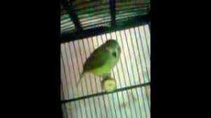 We did not find results for: Burung Cak Jempol Gacor Lagi By Nana Na