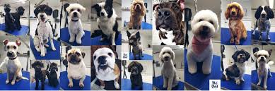 Dog grooming near me was started in 2014 to help dog groomers get found online. The Shed Dog Grooming Home Facebook