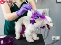 Dyeing your dog's hair can be done in a fun, easy and inexpensive way. Dog Hair Dye Choose What Ingredients Are Safe Different Types Brands And How To Dye Your Dogs Hair Petxu