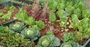 Vegetable Garden Calendar Month Wise For Indian Terrain Garden Calendar Gardening For Beginners Growing Food