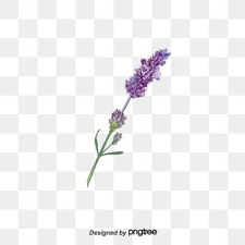 Lavender Vector Diagram Buckle Free Png And Psd Flower Graphic Design Watercolor Flower Background Lavender
