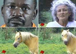 Blog do Prof. Bruno Gilaberte: Minha eguinha pocotó: maus-tratos contra  animais (Lei nº 9.605)