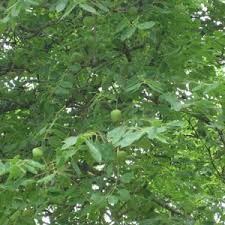 Image result for Sclerocarya birrea
