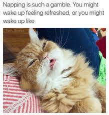 Our Best Of 2018 List Continues With 50 Of The Most Liked Cat Memes This Year Cat Memes Nap Meme Funny Cat Memes