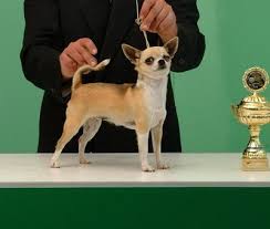 Male chihuahua, vians big mac attack, nicknamed mac—he is a very lovely black and tan short coat with a perfect apple head. Chihuahua Vdh Rasselexikon 2021