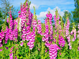 Perhaps it's true of all foxgloves, but these reseed so. How To Grow And Care For Foxgloves Lovethegarden