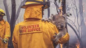 Fashion Brands From Balenciaga To Tommy Hilfiger Help Support Australian Wildfire Relief Efforts Australia Animals Australian Animals Save Animals