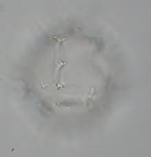 Image result for Hyperacanthus