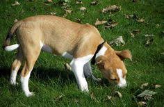 Most dogs are not equipped to. 51 Dog Diseases And Illnesses Ideas Dogs Canine Pets