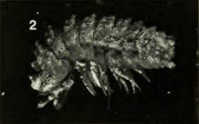 Image result for Pseudopod Ospermum