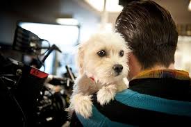 Dog Eat Dog (Short 2012) - IMDb