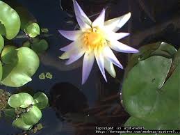 Image result for Nymphaea maculata