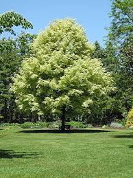 May scorch, best without afternoon sun. Variegated Norway Maple Acer Platanoides Variegatum In Inver Grove Heights Minnesota Mn At Gertens