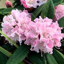 Hybrid Rhododendron Christmas Cheer This Is A Great Plant If You Love Rhododendrons And You Want To E Oriental Flowers Beautiful Flowers Seasonal Flowers