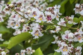 Image result for Catalpa