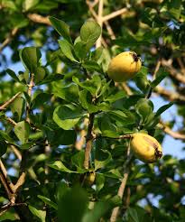 Image result for Gardenia cornuta