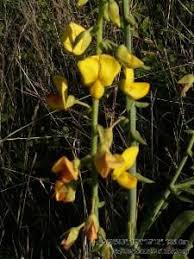 Image result for Crotalaria schliebenii