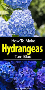 3 growing hydrangea cuttings in pots. How To Make Hydrangeas Turn Blue