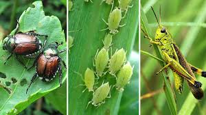 We did not find results for: How To Identify And Control 5 Common Garden Pests At Menards