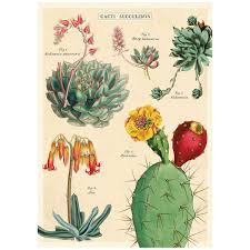 Succulent Cacti Chart Vintage Style Poster