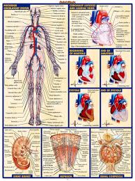 2019 Human Body Anatomical Chart Muscular System Campus Knowledge Biology Classroom Wall Painting Fabric Poster32x24 17x13 025 From Kaka1688 10 04