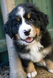 Black Bernese Mountain Dog Poodle Mix Pin By Debbie Pagniello On Things That Make Me Smile Bernese Mountain Dog Puppy Golden Mountain Dog Dogs