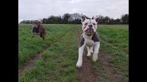 Miniature english bulldogs are also known as teacup bulldogs and are a smaller version of the english bulldog from which they are descended. Old Tyme Bulldog Ultimate Guide Temperament Personality Health Etc