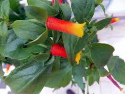 Image result for Manettia