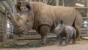 Pasalnya belum lama ini mereka habiskan waktu liburan dengan berkunjung di kebun binatang di kawasan bogor. Foto Kebun Binatang As Sambut Kelahiran Bayi Badak Putih Global Liputan6 Com