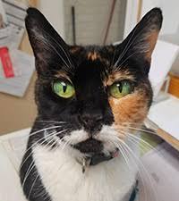 Puppy and kitten vaccines can start at 7 weeks old. Well Pet Vet Clinic Veterinarian In Pittsburg Ca Us