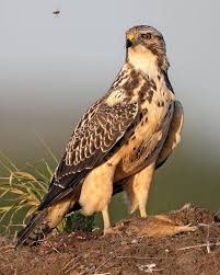 Identification Birds Of Prey In Georgia Red Tailed Hawk Whatbird Com Red Tailed Hawk Beautiful Birds Hawk