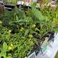 Gogebic Conservation District Plant Sale