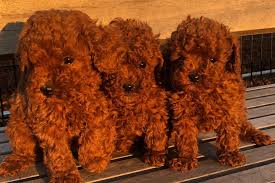 We did not find results for: Bella S Toy Poodle Puppies For Sale