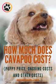 We did not find results for: How Much Does Cavapoo Cost Cavapoo Cavapoo Puppies Puppies