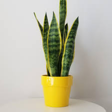 Image result for Vahadenia laurentii