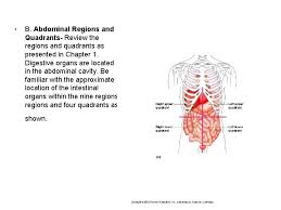 That means that they can know where organs are located in the abdomen to check their overall health or do surgery. Digestive System Human Anatomy Chapter 22 Organs Of