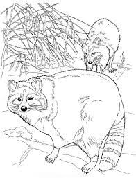Raccoon Color Page Camping Coloring Pages Animal Coloring Pages Coloring Pages