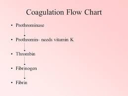 hemeostasis hemeostasis stopping blood loss phases of