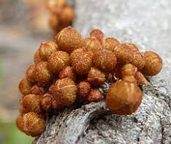 Image result for Englerophytum rwandense