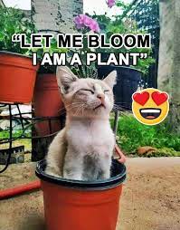 I Am Not A Cat I Am A Plant Funny Cat Photos Cat Selfie Cat Photo