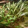 The genus is naturally distributed in tropical regions of india, southeast asia and new guinea. Https Encrypted Tbn0 Gstatic Com Images Q Tbn And9gct9ijxsplr9fqqd4bg5ldsglydw Bve Jxp6pqsdpobsip Mpfb Usqp Cau