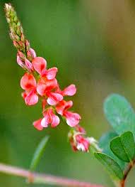 Image result for Indigofera cylindracea