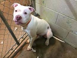 Warsaw In American Staffordshire Terrier Meet Bronn Monster A Dog For Adoption American Staffordshire Terrier Dog Adoption Pet Adoption
