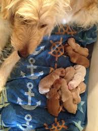 Join millions of people using oodle to find puppies for adoption, dog and puppy listings, and other pets adoption. Litter Of 8 Goldendoodle Puppies For Sale In Minford Oh Adn 70117 On Puppyfinder Com Gender Male Goldendoodle Goldendoodle Puppy For Sale Goldendoodle Puppy